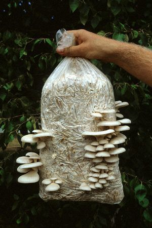 Oyser mushroom bag - The Educators